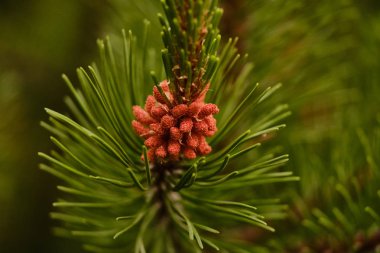 Yağmurda genç çam kozalağı yakın çekim damla