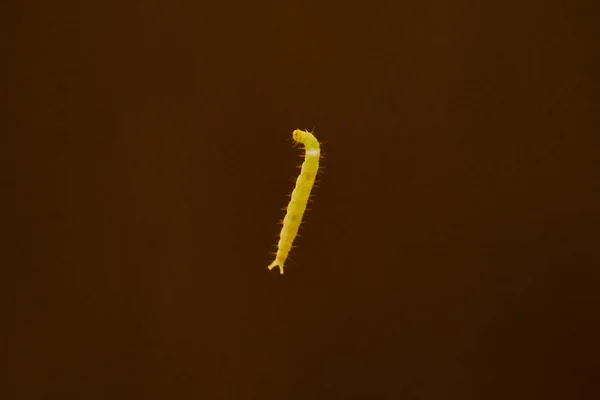 Caterpillar closeup web üzerinde havada asılı