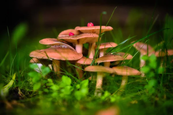 Svampe i sommerskoven efter regn - Stock-foto