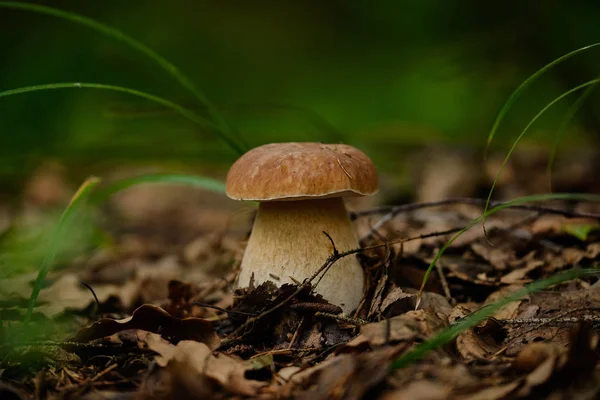 Champignons dans la forêt d'été après la pluie — Photo