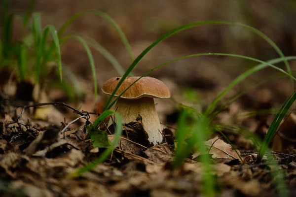 Champignons dans la forêt d'été après la pluie — Photo