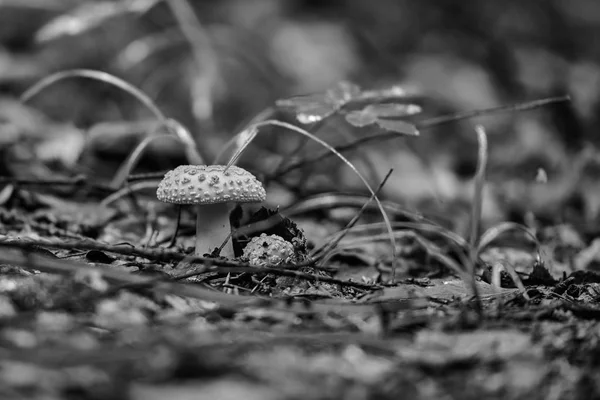 Houby v letním lese po dešti — Stock fotografie