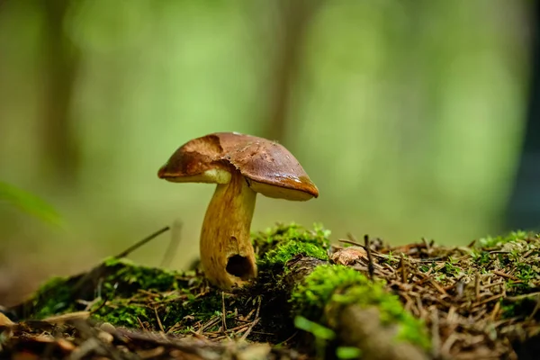 Houby v letním lese po dešti — Stock fotografie