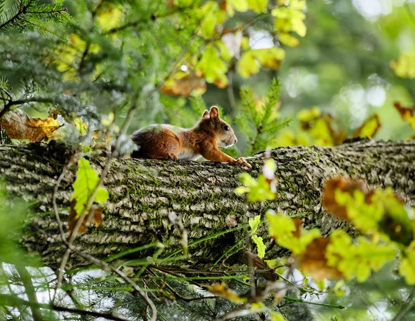 Scoiattolo nella foresta estiva su un albero — Foto Stock