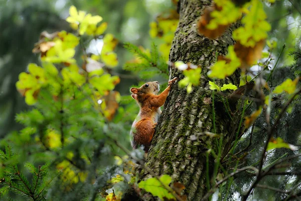 Wiewiórka w letnim lesie na drzewie — Zdjęcie stockowe