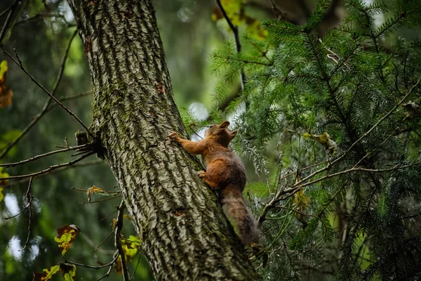 Wiewiórka w letnim lesie na drzewie — Zdjęcie stockowe