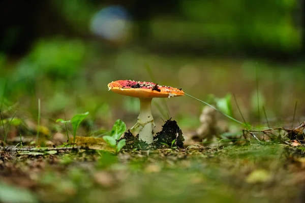 Champignons dans la forêt d'été après la pluie — Photo