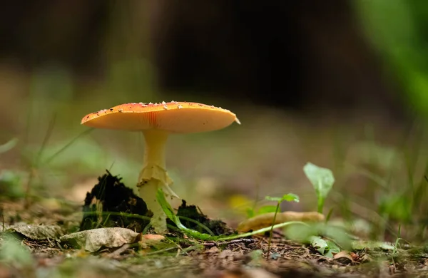 Champignons dans la forêt d'été après la pluie — Photo