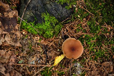 Yağmurdan sonra yaz ormanında mantarlar