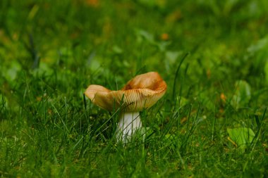 Yağmurdan sonra yaz ormanında mantarlar