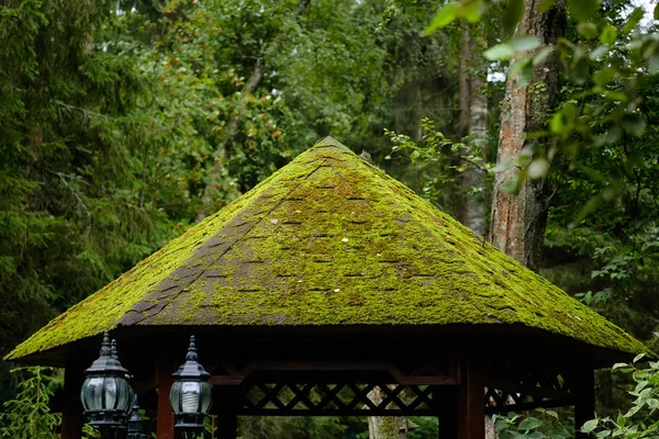 Moss cubre techo de dosel en el parque — Foto de Stock