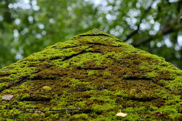 Moss täcker tak taket i parken — Stockfoto
