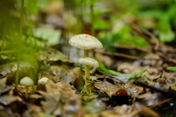 Champignons dans la forêt d'été après la pluie — Photo