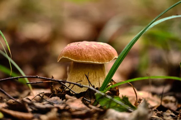 Champignons dans la forêt d'été après la pluie — Photo