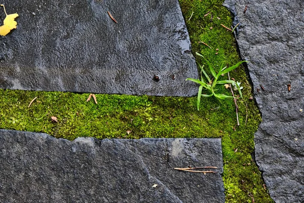 Stone path in the moss after the rain — Stock Photo, Image