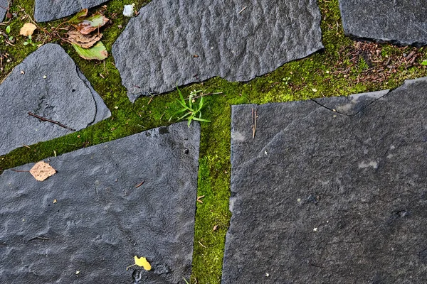 Camino de piedra en el musgo después de la lluvia — Foto de Stock