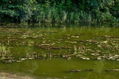 Ormanda çimen ve çamurla dolu bir gölet