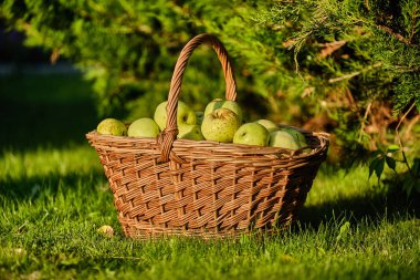 Arka planda yeşil elma sepeti