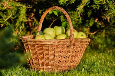 Arka planda yeşil elma sepeti