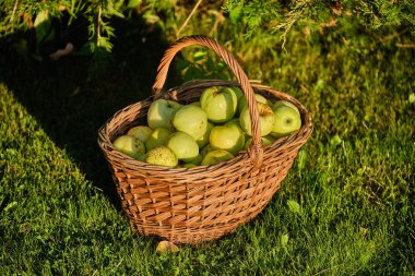 Arka planda yeşil elma sepeti