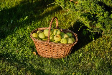 Arka planda yeşil elma sepeti