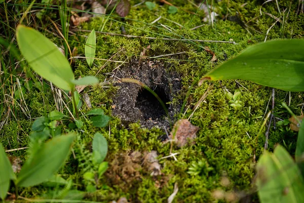 Mole hole in the forest in the ground