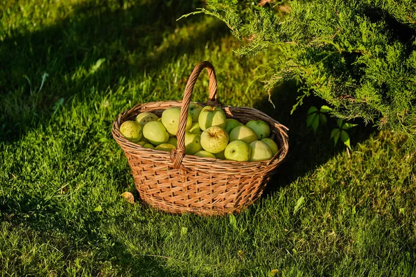 Arka planda yeşil elma sepeti