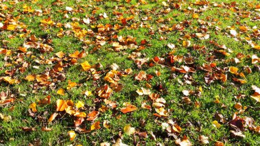 Güneşli bir günde yeşil çimenlerin üzerinde renkli sonbahar yaprakları. 