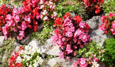 Eski bir taş duvardan güzel güneşli Begonya, Begoniaceae, çiçekleri. 