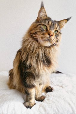 Beyaz kedi yatağa dik çok güzel kahverengi tabby Maine Coon oturma.