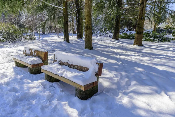 morning in a snow-covered park with green trees and bushes, wooden benches covered with snow, shadows on white snow