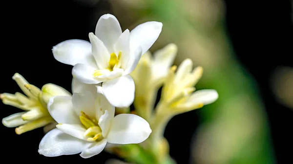 Isolado perto flor tuberosa — Fotografia de Stock