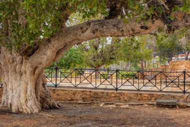 Güneşli bir yaz gününde eski bir zeytin ağacı gövdesi, bir şehir caddesinde kökler ve dallar. Kıbrıs 'ın karanlık sokakları