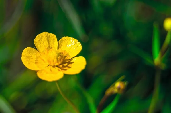 Single Yellow Buttercup Flower Green Meadow Summer Day — Stock Photo, Image