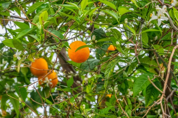 The branches of the orange tree with ripe oranges on sky background. Citrus fruit. The concept of agriculture.