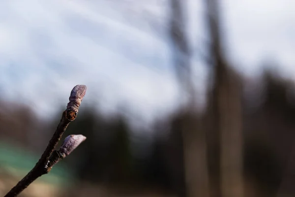 Die Ersten Frühlingsbewegungen Geschwollene Knospen Einem Baum Auf Verschwommenem Hintergrund — Stockfoto
