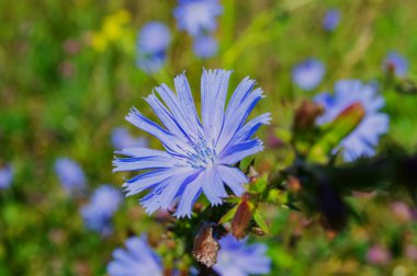 Yeşil yapraklardan oluşan bir arka planda mavi çiçek manzarası. Mavi çiçekleri çiçek açan bir arka planda çiçek açar. (Centaurea montana, Mavi başlık, dağ çantası) çiçek açan, büyüyen, yeşil arka planda mavi bir çiçek. Seçici