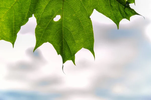 Zielone Liście Klonu Jasnozielonymi Liśćmi Tle Słonecznego Nieba Piękne Liście — Zdjęcie stockowe