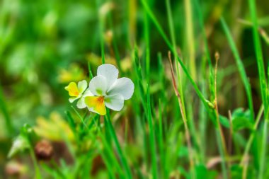 Güneşli bir yaz gününde, zümrüt bir çimende beyaz bir hanım evladı çiçek açar.