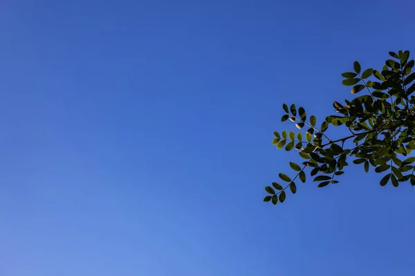 Wiosenna Gałąź Zielonymi Liśćmi Tle Błękitnego Nieba Młode Zielone Liście — Zdjęcie stockowe