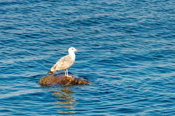 Ordinary Gull Sits Rock Middle Calm Blue Sea Close — Stock Photo, Image