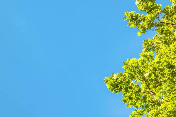 Gałęzie Dębu Jasnym Błękitnym Niebie Zielony Dąb Odchodzi Słoneczny Letni — Zdjęcie stockowe