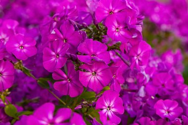 Petunya çiçekleri, bahçede mor Petunya çiçekleri, makro resimler.