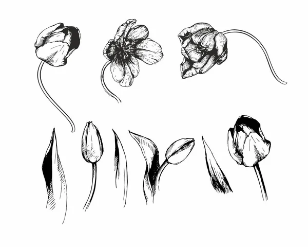 Tulip Flower Illustration Hand Sketch Graphic — 图库照片