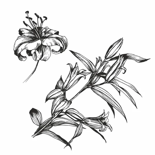 Lily Flower Illustration Background Drawing Isolated Artwork — Stockfoto