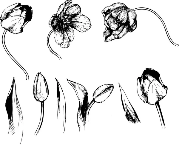 Vector Tulip Flower Illustration Hand Sketch Graphic — Stok Vektör