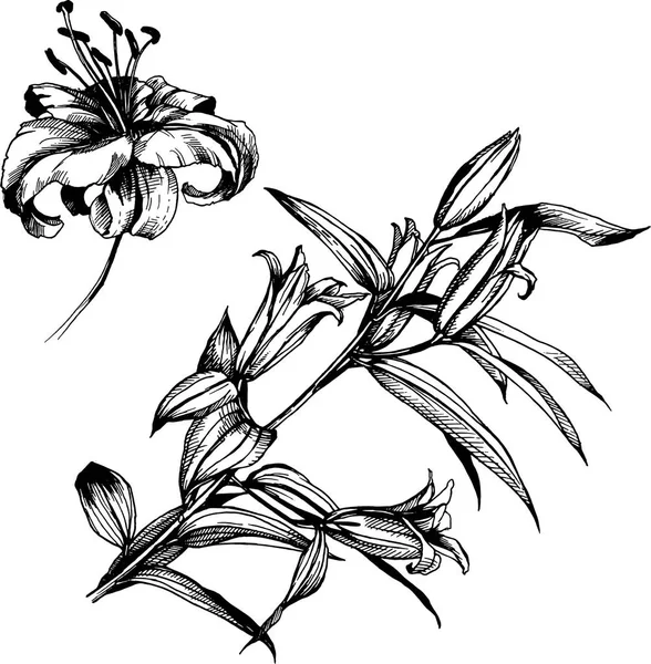 Vector Lily Flower Illustration Background Drawing Isolated — Stock vektor