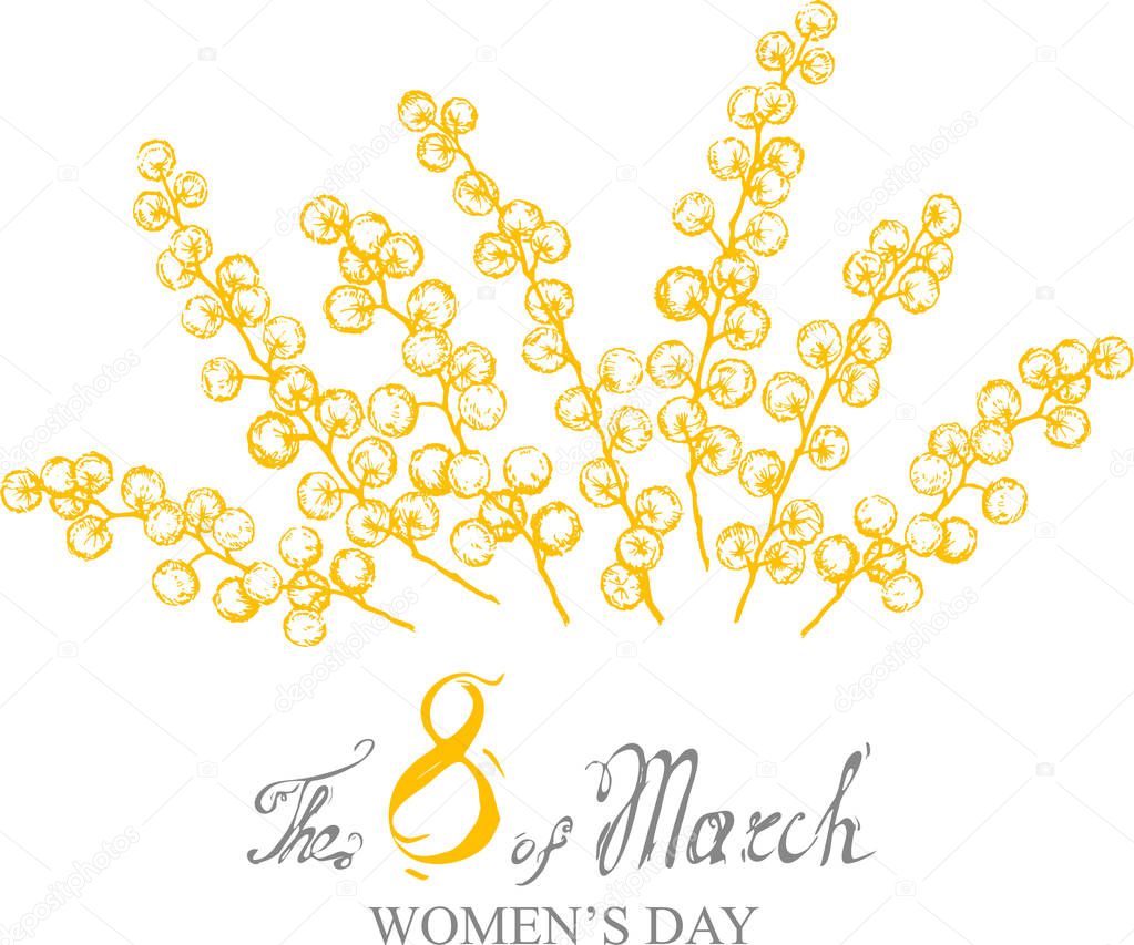 vector mimosa yellow flower illustration on March 8