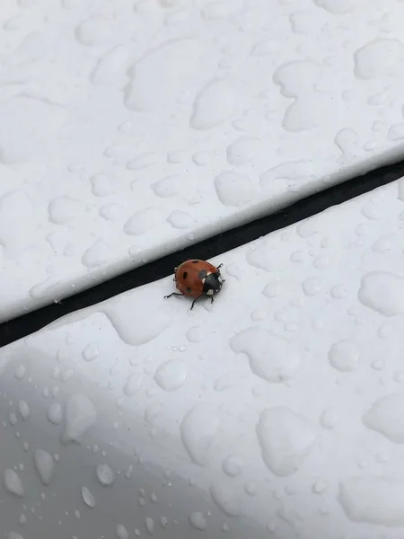 hata; uğur böceği; sabah; yağmur sonrası; akşam; Yaz; iPhone fotoğraf; Araba;