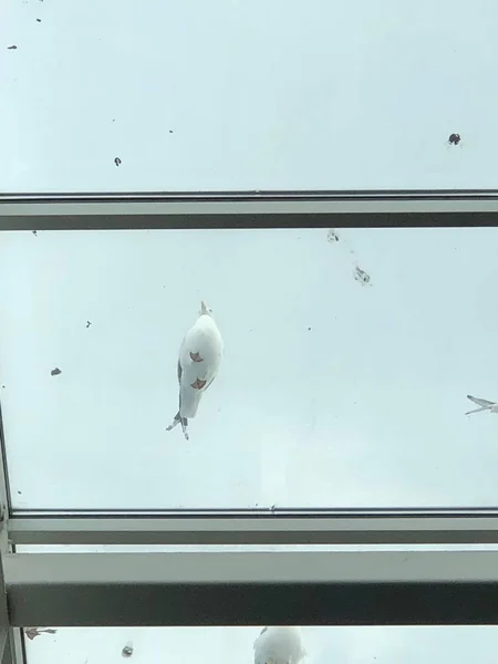 martı; martı; pencere; Windows; akşam; Yaz; iPhone fotoğraf; Bulutlu; 